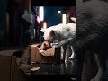 Stray Cat Saves Tiny Kitten in the Rain 🥺🐱 | Emotional AI Story"#shorts #aishorts #animals