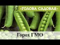 Голова садовая - Горох ГМО