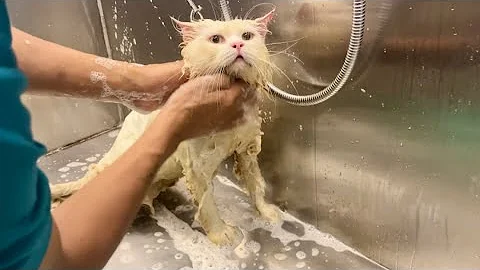 Watch the video about Cat bathing 🧼 || Persian cat bath || the cat life