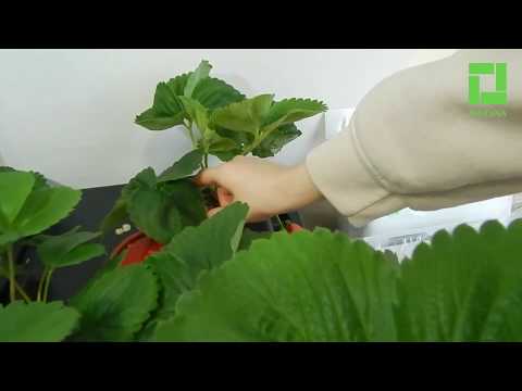 Video: Auginame Kardelius. 3 Dalis