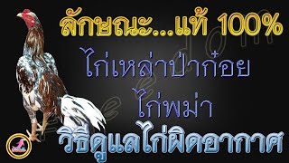 ลักษณะสายพันธุ์เหล่าป่าก๋อย พันธุ์ดูยังไง...!!!