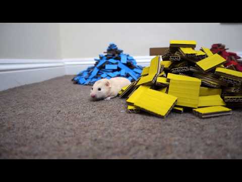 funny-hamster-playing-with-block-piles-|-adventures-in-hamster-land-part-4