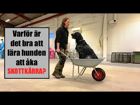 Video: Att Gå Din Hund Kontra Att Bara Släppa Ut Din Hund I Bakgården