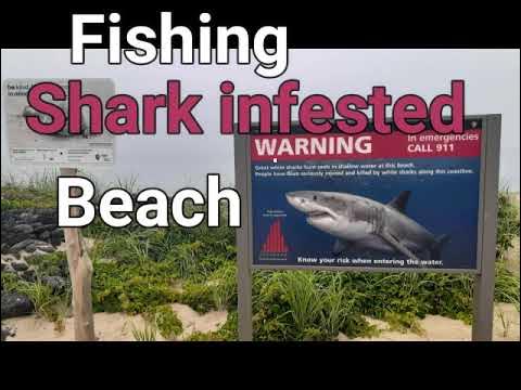 Fishing shark infested beach - YouTube