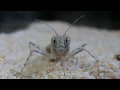 Eremiaphila sp.(Desert mantis) faced