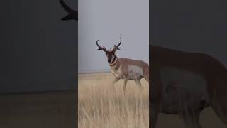 PRONGHORN ROLLERCOASTER