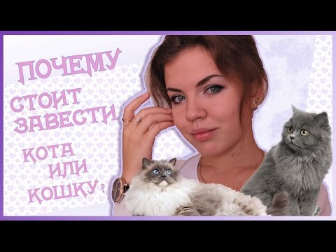 Почему стоит завести кота или кошку?