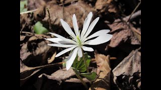 Bloodroot Sanguinaria ~ with white stamens