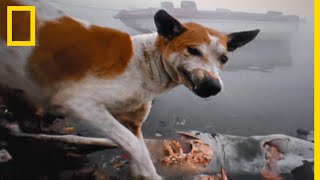 Les chiens errants, meutes incontrôlables screenshot 1