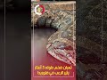 ثعبان ضخم طوله 3 أمتار يثير الرعب في فلوريدا