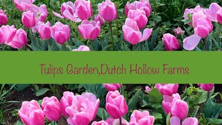 2021 Tulip Garden, Dutch Hollow Farms, Modesto,CA