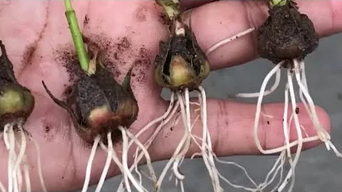 Как Укоренить Вырастить РОЗУ из Цветка /How to Root Grow a ROSE from a Flower
