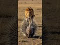 #1 Will the porcupine successfully fight back Amazing defense tactics #porcupine #wildlife #nature