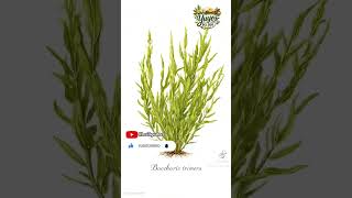 #carqueja #naturalezaviva #saludnatural