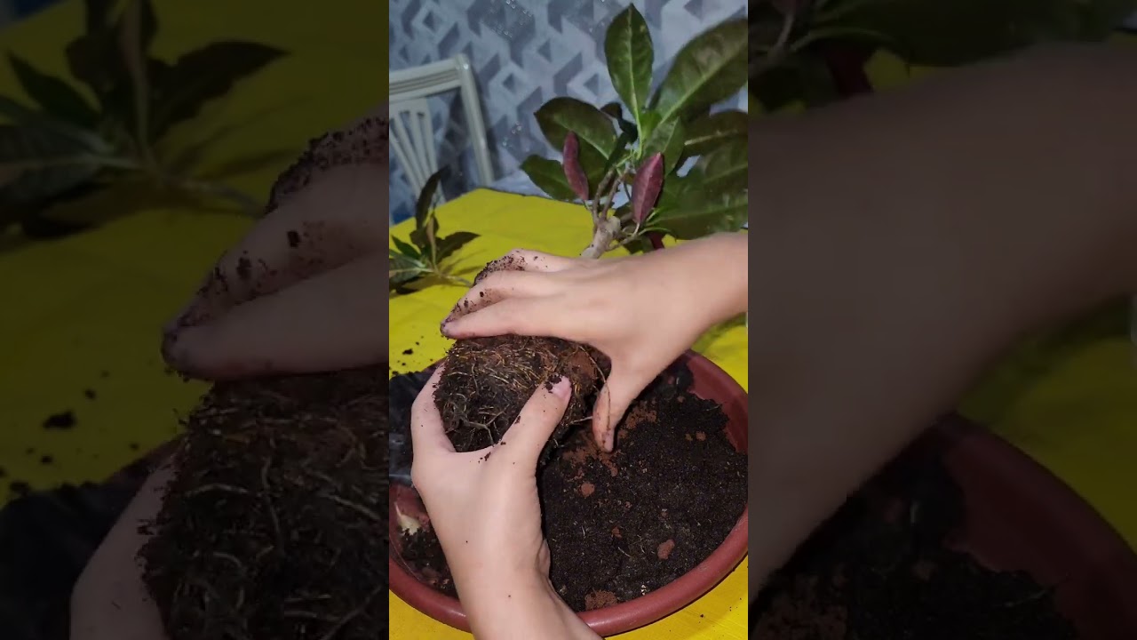 N⁰-299.Кратон гулини клешлардан тозалаш ва парвариши хакида🥰😍🥰