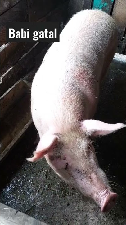 Babi gatal