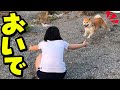 両手を広げて大好きな娘が呼びかけると柴犬姉妹はこうなりました…