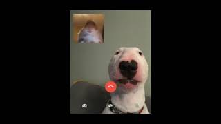 Hamster Call To Walter White