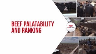 Beef Palatability & Ranking