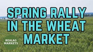 RealAg Markets: Navigating this spring rally in the wheat market