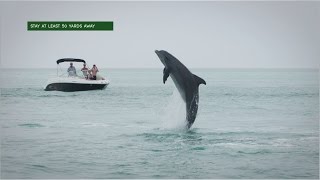 Safe Boating Around Dolphins