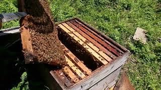 西洋蜜蜂2024/5/4定置養蜂5月の管理1採蜜前の内検