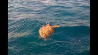 Detailed Sea Turtle Eating a Portuguese Man-O-war Details