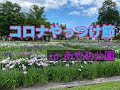 コロナやっつけ節　inあやめ公園