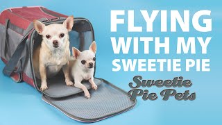 How Hard is it to Fly with your Sweetie Pie? | Sweetie Pie Pets by Kelly Swift