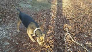 Pitbull German Shepherd mix