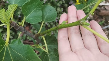 Figs 2 weeks after pinching