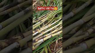   20    Ganna Ki Kheti trending viral khetibadi ganna  kisanattitude shorts