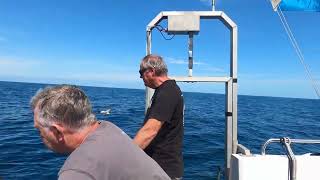 Blue Shark 0