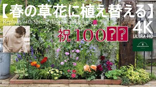 祝100回目小さな花壇を植え替える【春のガーデニング】フローラ黒田園芸 Spring gardening/Replanting flower beds 4K ULTRA HD