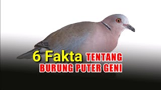 6 Fakta Tentang Burung Puter Geni Yang Perlu Diketahui Oleh Penghobi Burung Anggungan