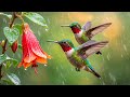 Healing Rain &amp; Birdsong 🌧️🐦 100% Anti-Stress Therapy to Rest Your Mind, Unlock Inner Peace 🍃