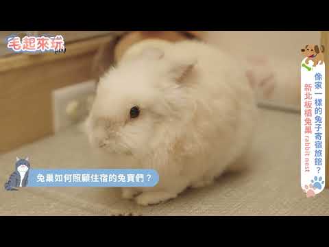 不只是兔子旅館！開箱板橋「兔巢」背後的溫柔故事：她為受虐兔蓋出一座避風港 #毛起來玩 #兔巢