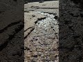 Satisfying Beach Water &amp; Stone Discovery ASMR