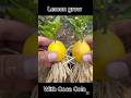 Lemon grow with Coca Cola #fruits #garden #experiment