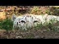 Attack. White Tiger. Атака. Белый тигр.