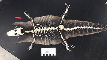 Random Act of Anatomy - 25 bird skeletons, plus an alligator