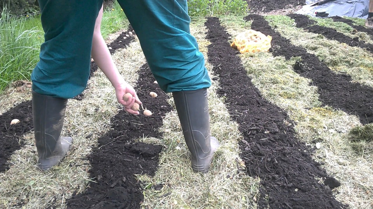 Sadzenie ziemniaków do trawy Sadba brambor do trávy - YouTube