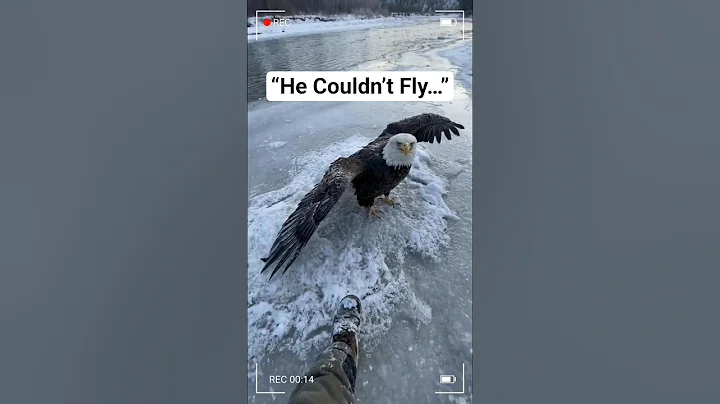A Bald Eagle Was Stuck on the Ice… and Wouldn’t Fly Away