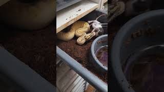 Famous Feeding a freeway combo.  #olympusreptiles #ballpython #snakefeeding Wealth