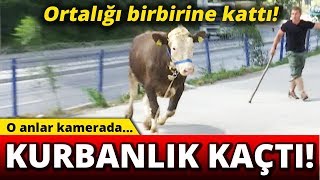 Kaçan Kurbanlık Zor Anlar Yaşattı! Resimi