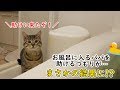 お風呂嫌いな猫が飼い主を心配して助けに来てくれたはずが…
