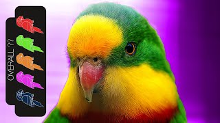 Superb Parrot, The Best Pet Parrot?