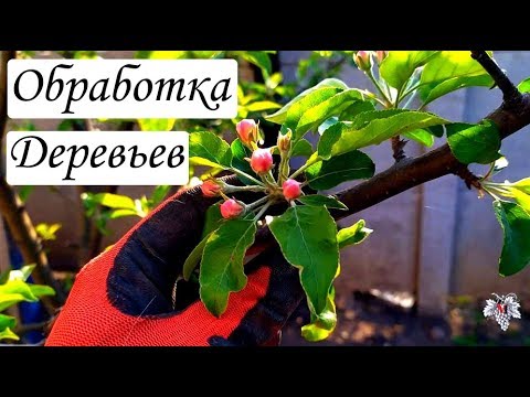 Обработка деревьев от вредителей - YouTube