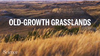 As old-growth grasslands disappear, ecologists test new restoration strategies