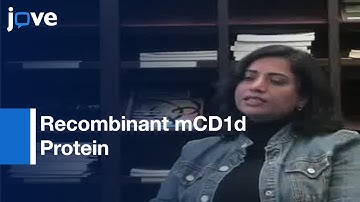 Method: Production Of Recombinant mCD1d Protein In Insect Cells l Protocol Preview